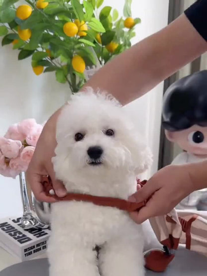 Spring\u002FSummer Dog Outing Foot Pants Bagel Maldor Bear Four-Foot Pants No-Dirt-Free Pet Dog Clothes